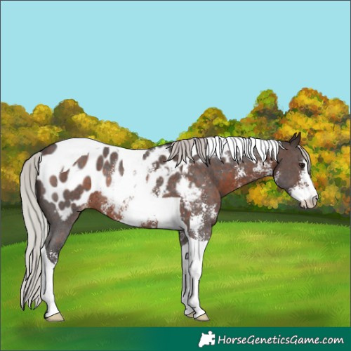 Horse Color:Silver Brown Sabino Tobiano Appaloosa Rabicano