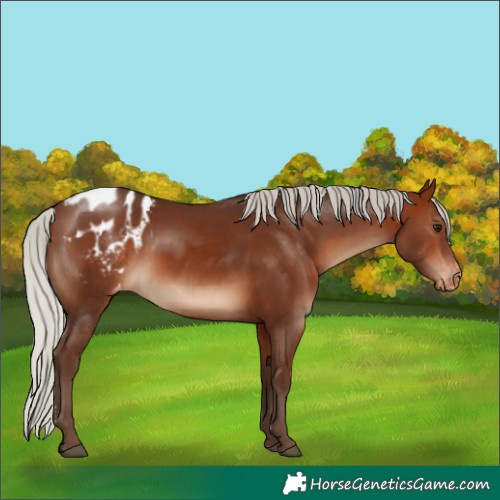 Horse Color:Silver Bay Appaloosa Rabicano 