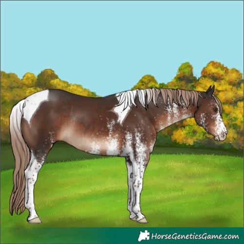 Horse Color:White Spotted Liver Chestnut Tobiano Rabicano