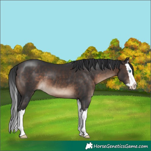 Horse Color:Brown Splash 