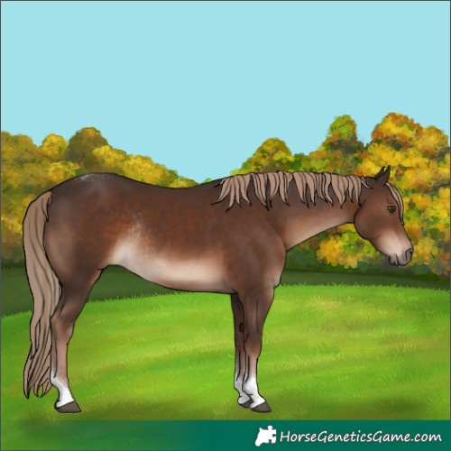 Horse Color:Liver Chestnut Tobiano Rabicano 