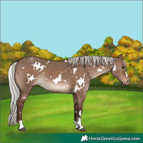 Horse Color:White Spotted Silver Brown Dun Appaloosa 