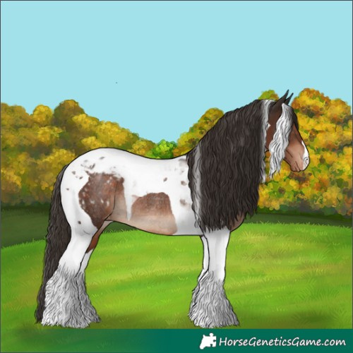 Horse Color:Liver Chestnut Tobiano Appaloosa Rabicano