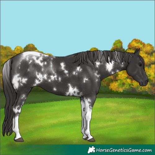 Horse Color:White Spotted Smoky Black Tobiano 