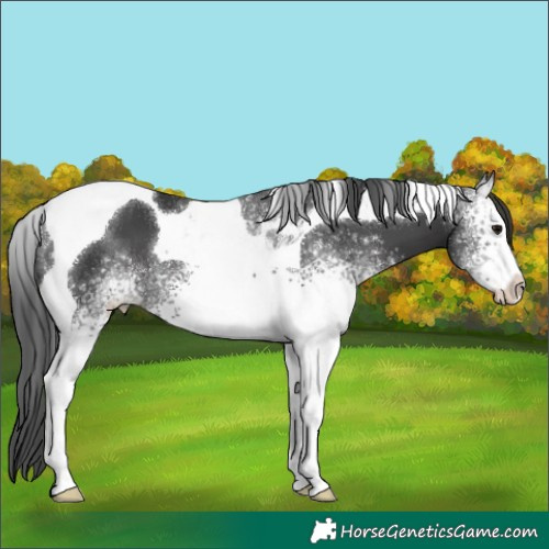 Horse Color:White Spotted Black Tobiano 