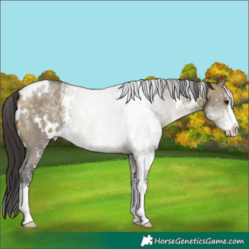Horse Color:White Spotted Buckskin Dun Sabino 