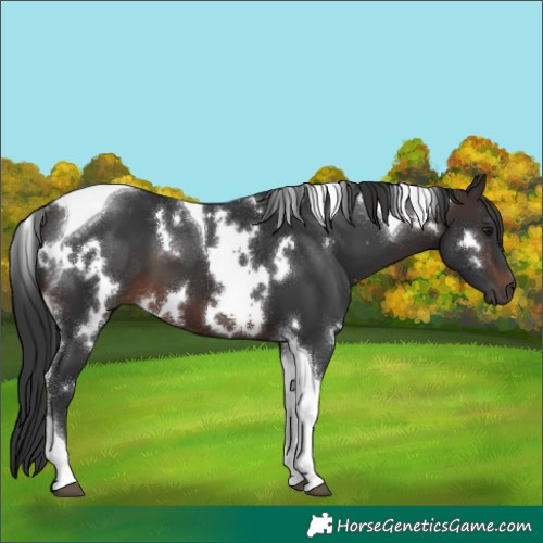 Horse Color:White Spotted Brown Tobiano 