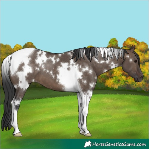 Horse Color:White Spotted Brown Dun Tobiano