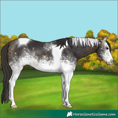 Horse Color:White Spotted Buckskin Tobiano