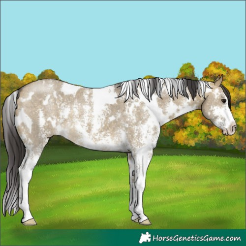Horse Color:White Spotted Buckskin Dun Sabino 
