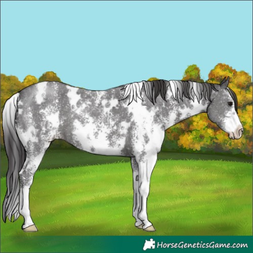 Horse Color:White Spotted Smoky Black Sabino
