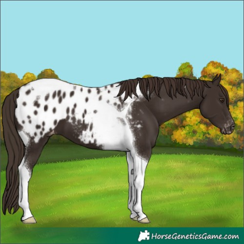 Horse Color:Liver Chestnut Tobiano Appaloosa