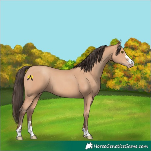 Horse Color:Amber Champagne 