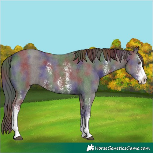 Horse Color:Nacre Liver Chestnut Sabino