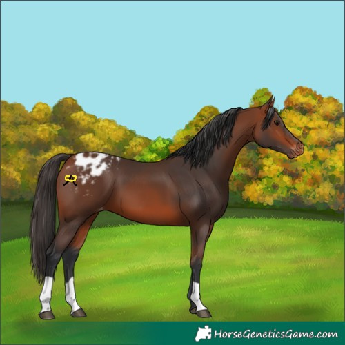 Horse Color:Bay Varnish