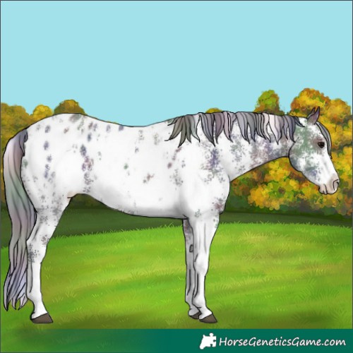 Horse Color:Nacre Black Sabino Appaloosa