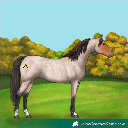 Horse Color:Bay Roan 