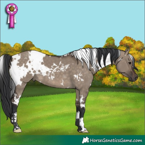 Horse Color:White Spotted Brown Dun 