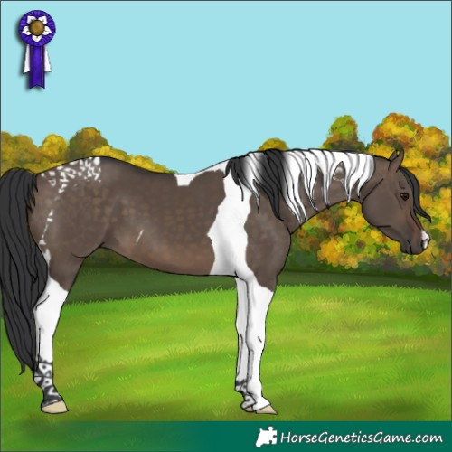 Horse Color:Brown Dun Tobiano