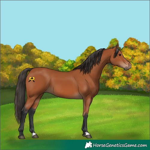 Horse Color:Bay 