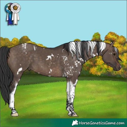 Horse Color:White Spotted Brown Dun Tobiano 