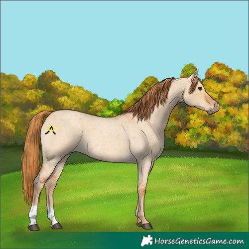 Horse Color:Red Dun Roan