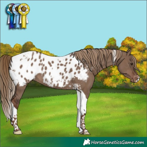 Horse Color:Liver Red Dun Tobiano Appaloosa 
