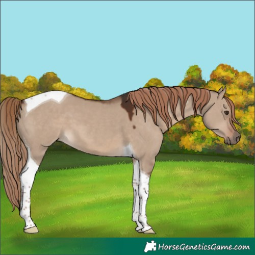 Horse Color:Liver Red Dun Tobiano 
