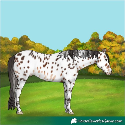 Horse Color:Brown Appaloosa