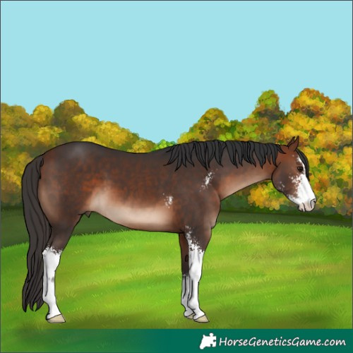 Horse Color:Bay Sabino