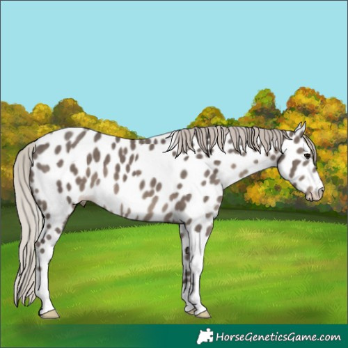 Horse Color:Silver Black Appaloosa 