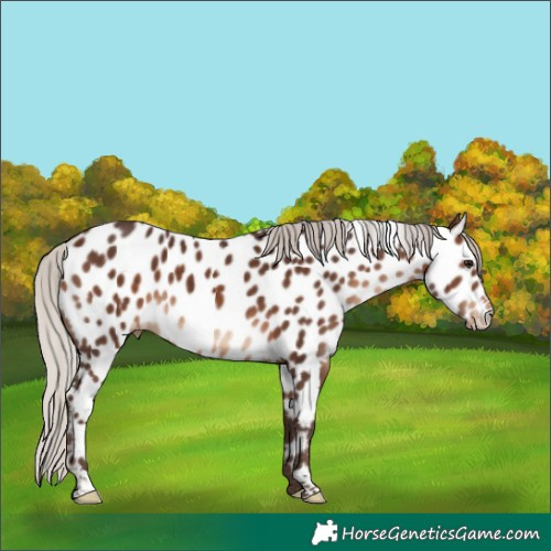 Horse Color:Silver Brown Appaloosa 