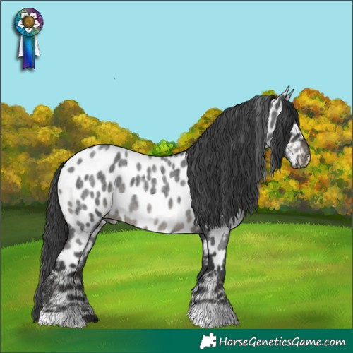 Horse Color:Blue Roan Appaloosa 