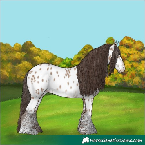 Horse Color:Classic Champagne Appaloosa