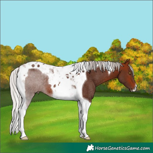 Horse Color:Silver Bay Tobiano Rabicano
