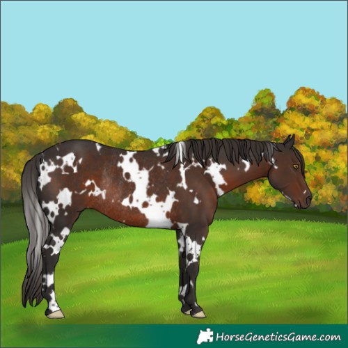 Horse Color:White Spotted Liver Chestnut Rabicano