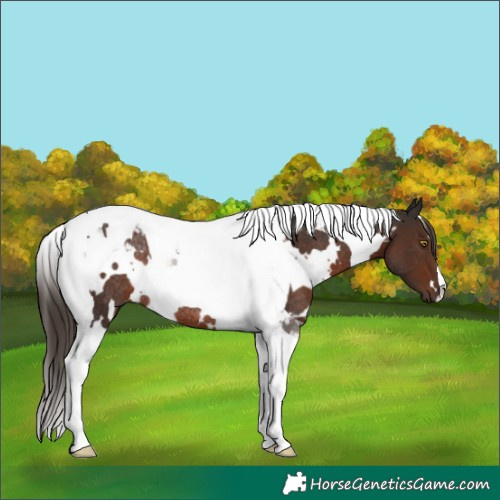 Horse Color:White Spotted Liver Chestnut Tobiano Rabicano 