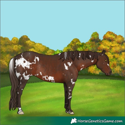 Horse Color:White Spotted Liver Chestnut Rabicano