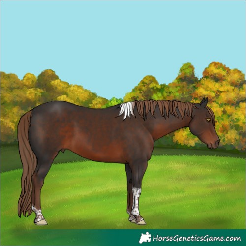 Horse Color:Liver Chestnut Tobiano Rabicano