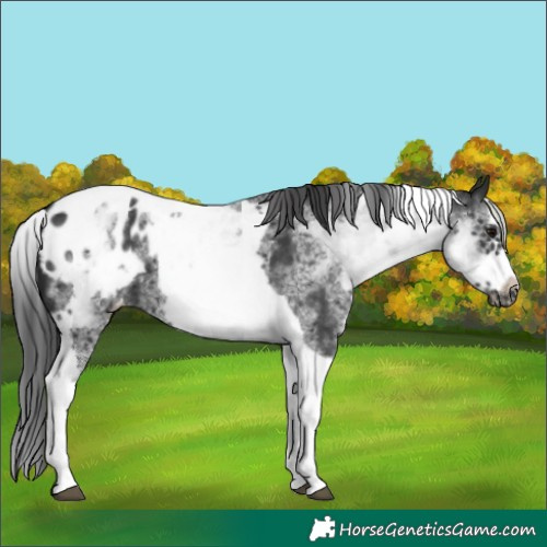 Horse Color:White Spotted Black Splash Tobiano Frame Appaloosa