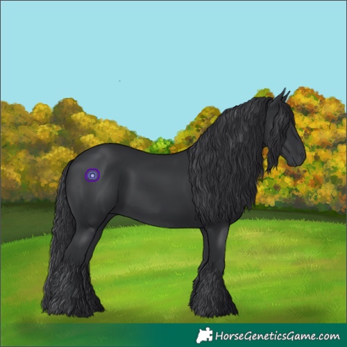 Horse Color:Black 