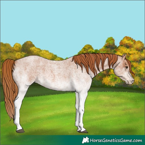Horse Color:White Spotted Red Roan