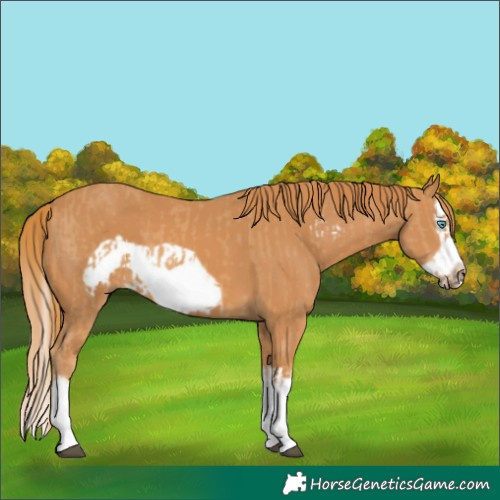 Horse Color:Chestnut Splash Frame  and Chestnut Splash Frame 