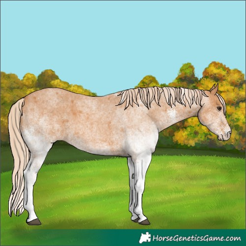 Horse Color:White Spotted Red Roan 