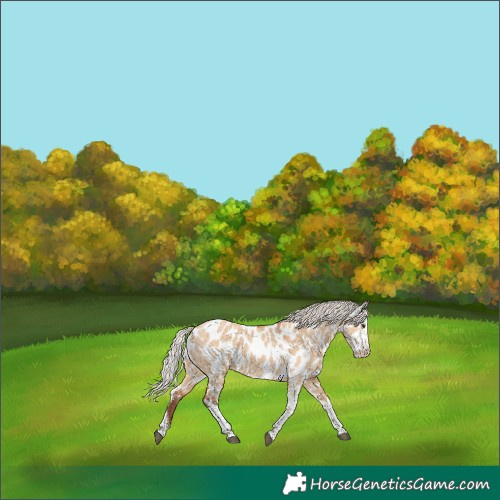 Horse Color:Silver Bay Dun Sabino Near Leopard