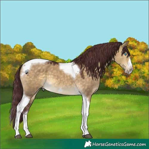 Horse Color:Chocolate Buckskin Dun Splash Tobiano Frame