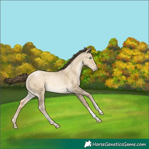 Horse Color:Buckskin Pearl Dun Tobiano Rabicano 