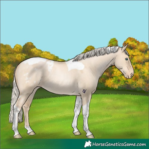 Horse Color:Palomino Pearl Dun Tobiano Blanket