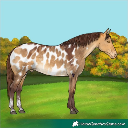 Horse Color:Chocolate Buckskin Dun Sabino Appaloosa Rabicano 