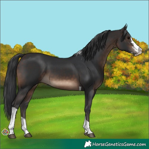 Horse Color:Brown Sabino Splash Tobiano
